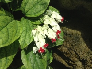 hearts joined in love