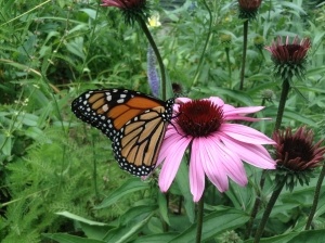 butterflyjoinsflower