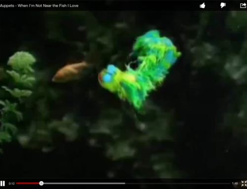 Love the Fish You’re With