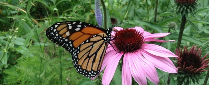 butterflyjoinsflower